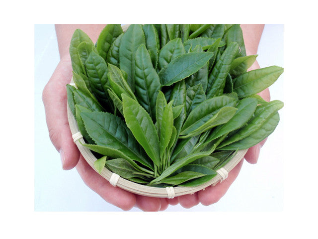 Yamecha sencha green tea (100g) tea & tea accessories SENCHA TEA